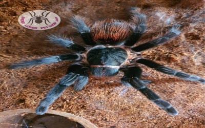 vagans unsex 4-5 cm tarantula